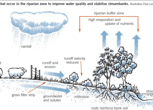 an inforgraphic showing a riparian buffer zone